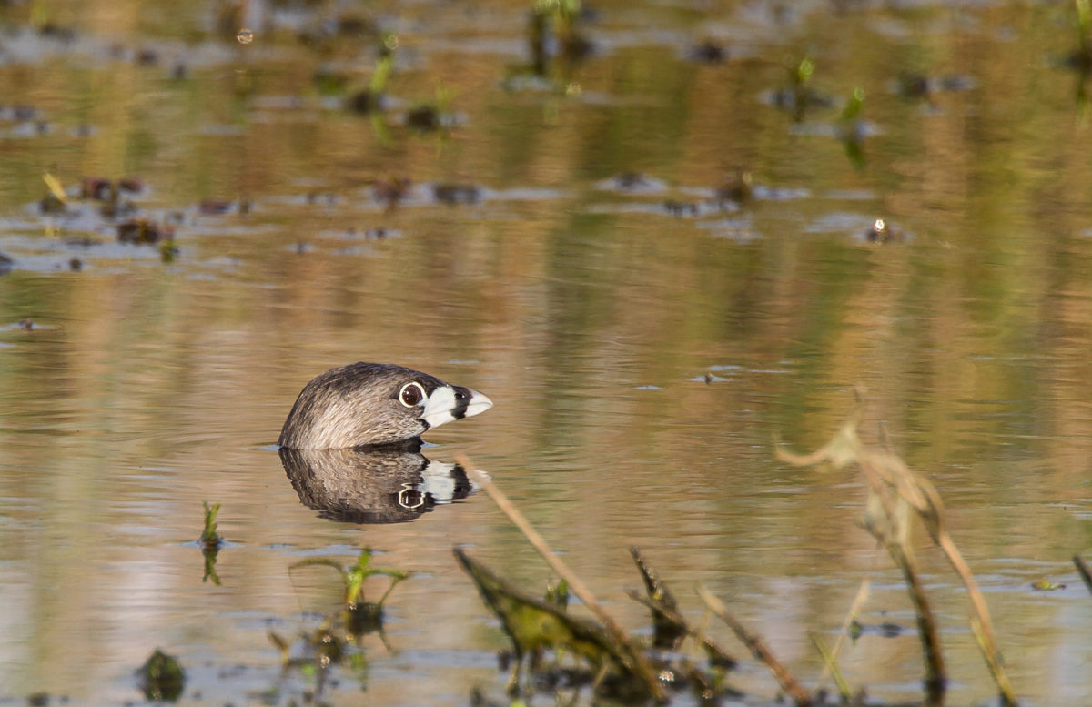 Pied-billed Grebe head only