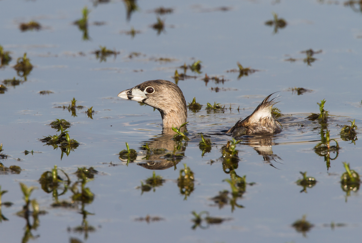Pied-billed Grebe starting to submerge 1