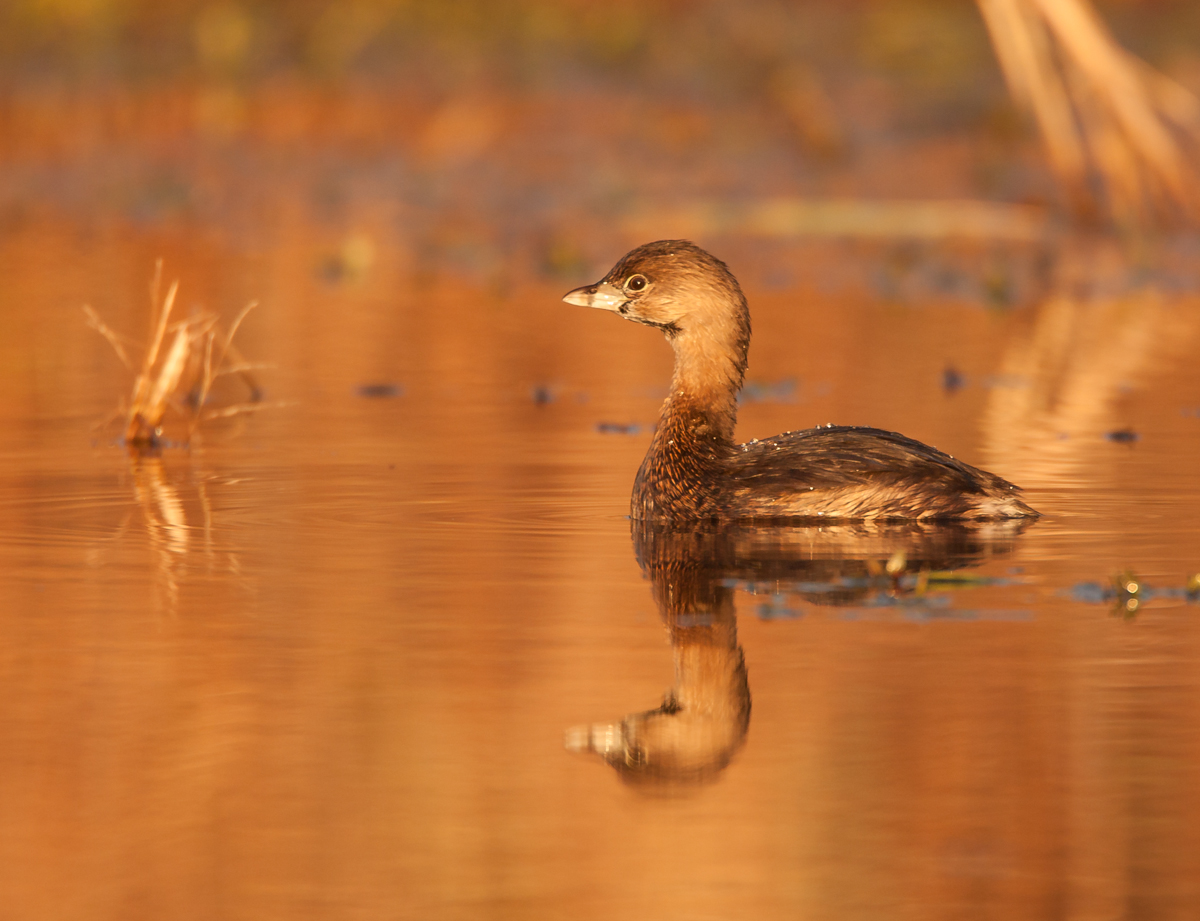 Pied-billed Grebe winter1