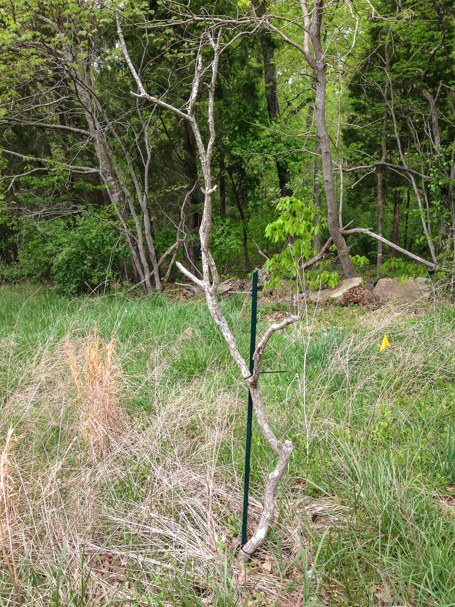 Post and branch set up near nest box