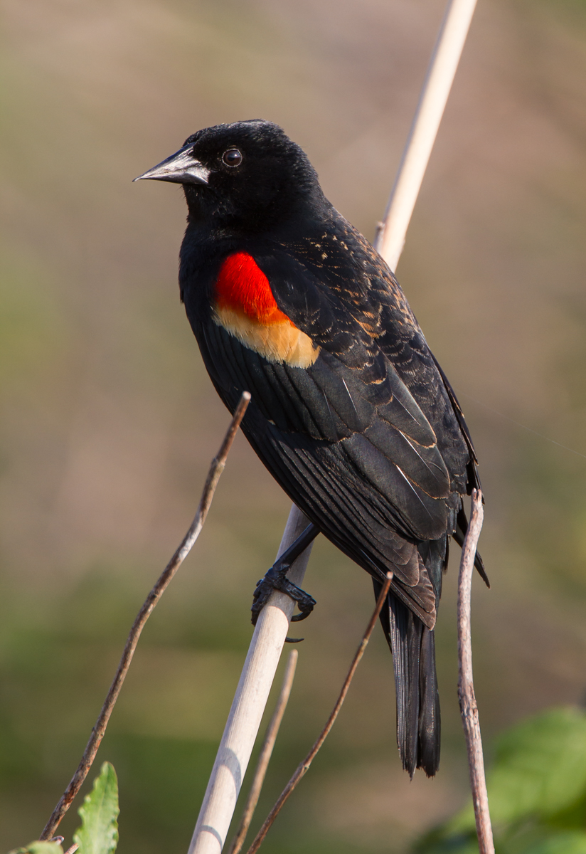 Red-winged Blackbird male