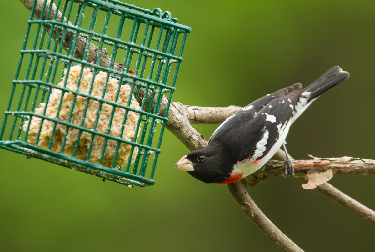 Rose-breasted Grosbeak at suet feeder