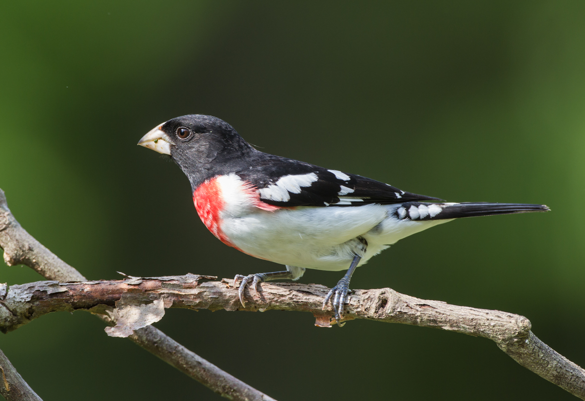Rose-breasted Grosbeak male 3
