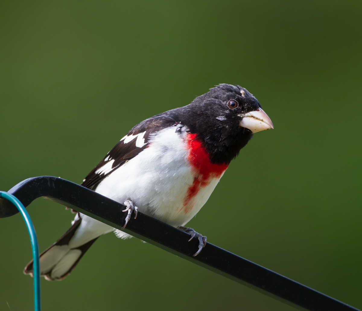 Rose-breasted Grosbeak male 4