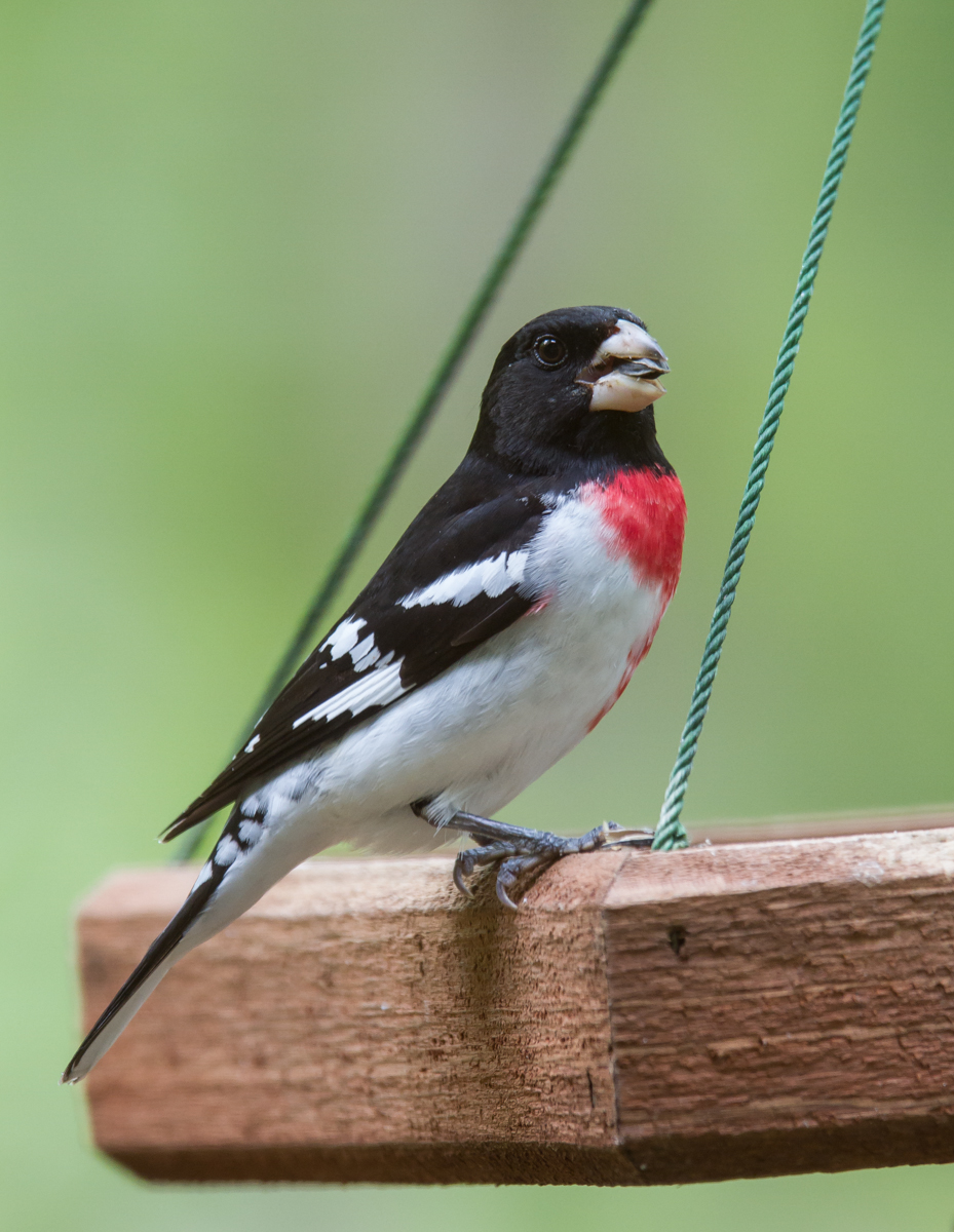 Rose-breasted Grosbeak male at feeder