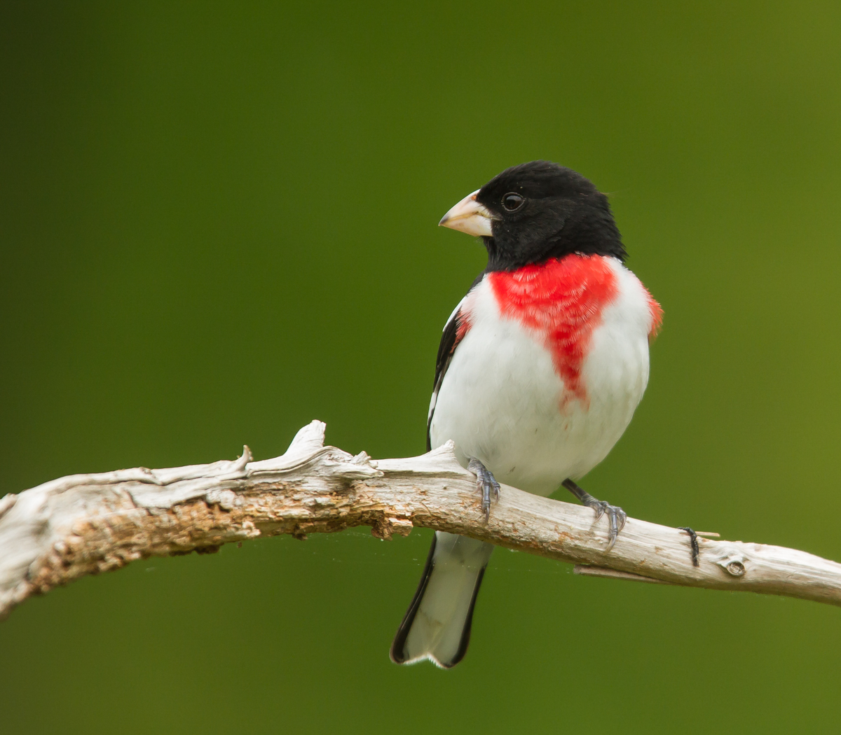 Rose-breasted Grosbeak male