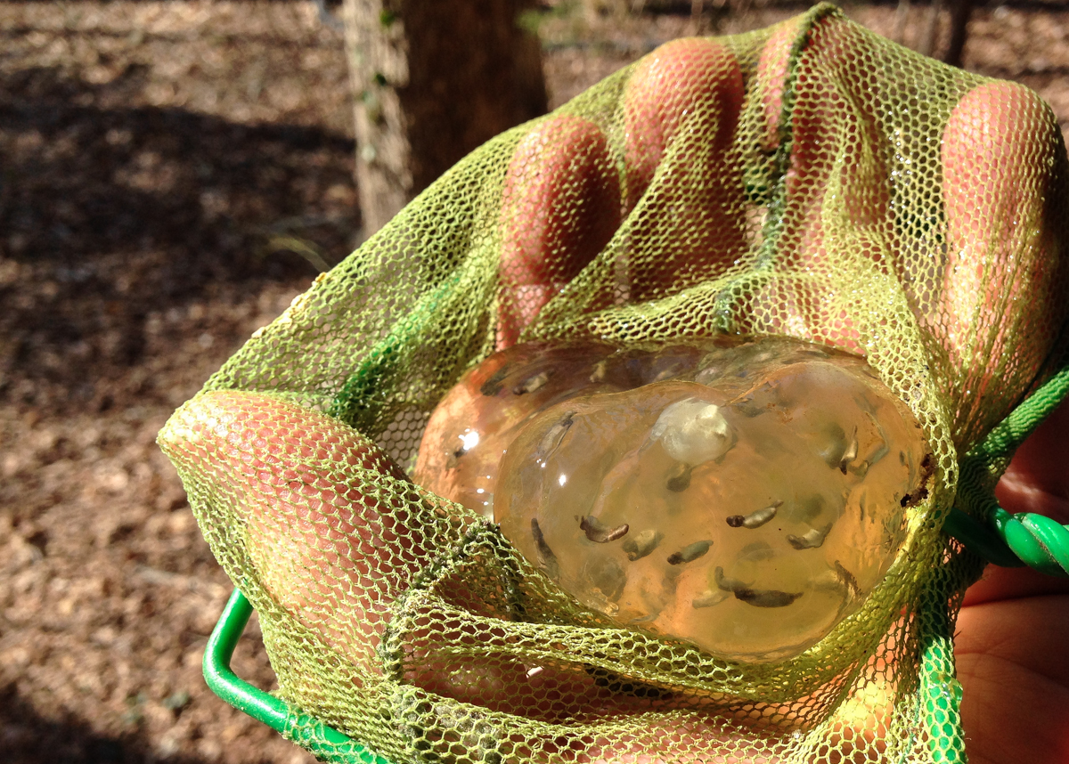Spotted Salamander egg mass in net