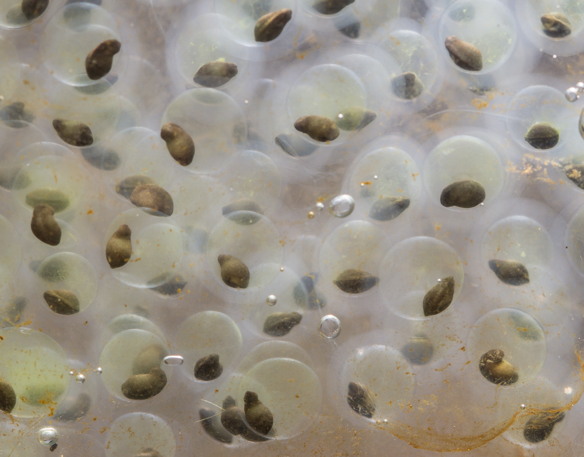 Spotted Salamander eggs no flash