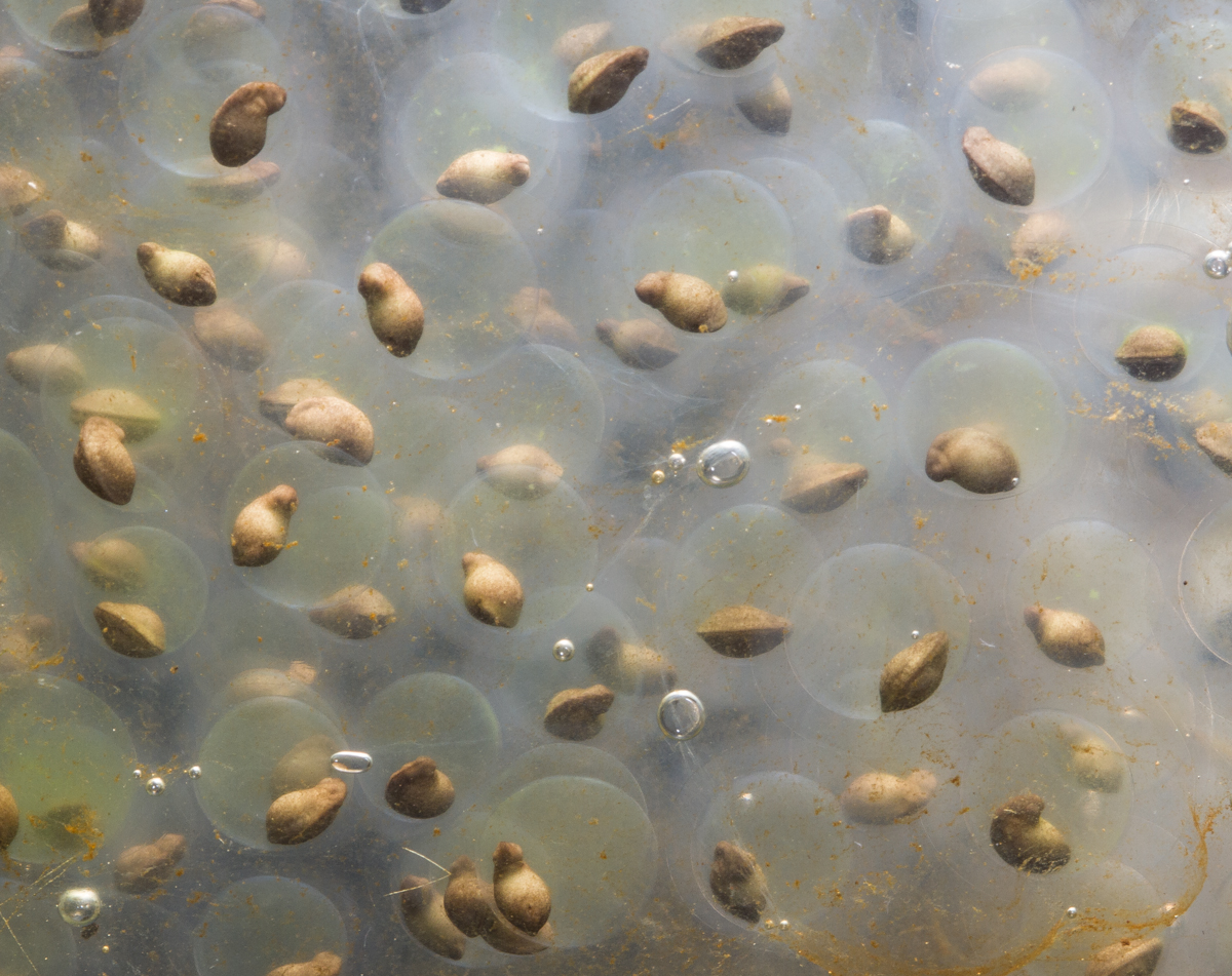 Spotted Salamander eggs with flash overhead