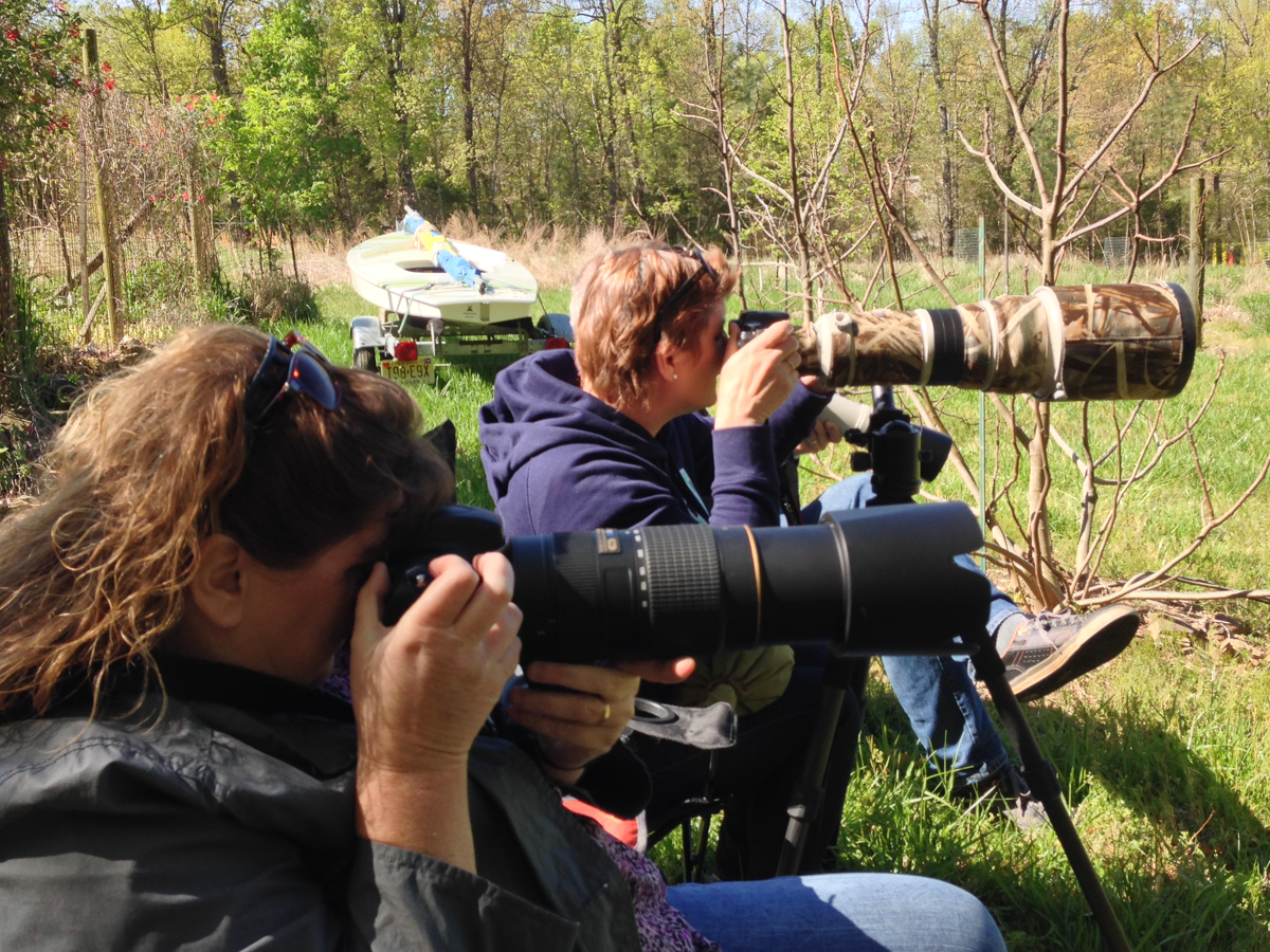 The Dutch photo brigade "stalking" Bluebirds