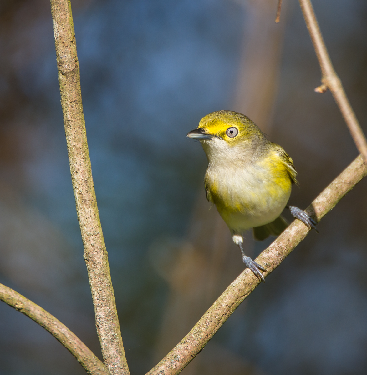 White-eyed Vireo