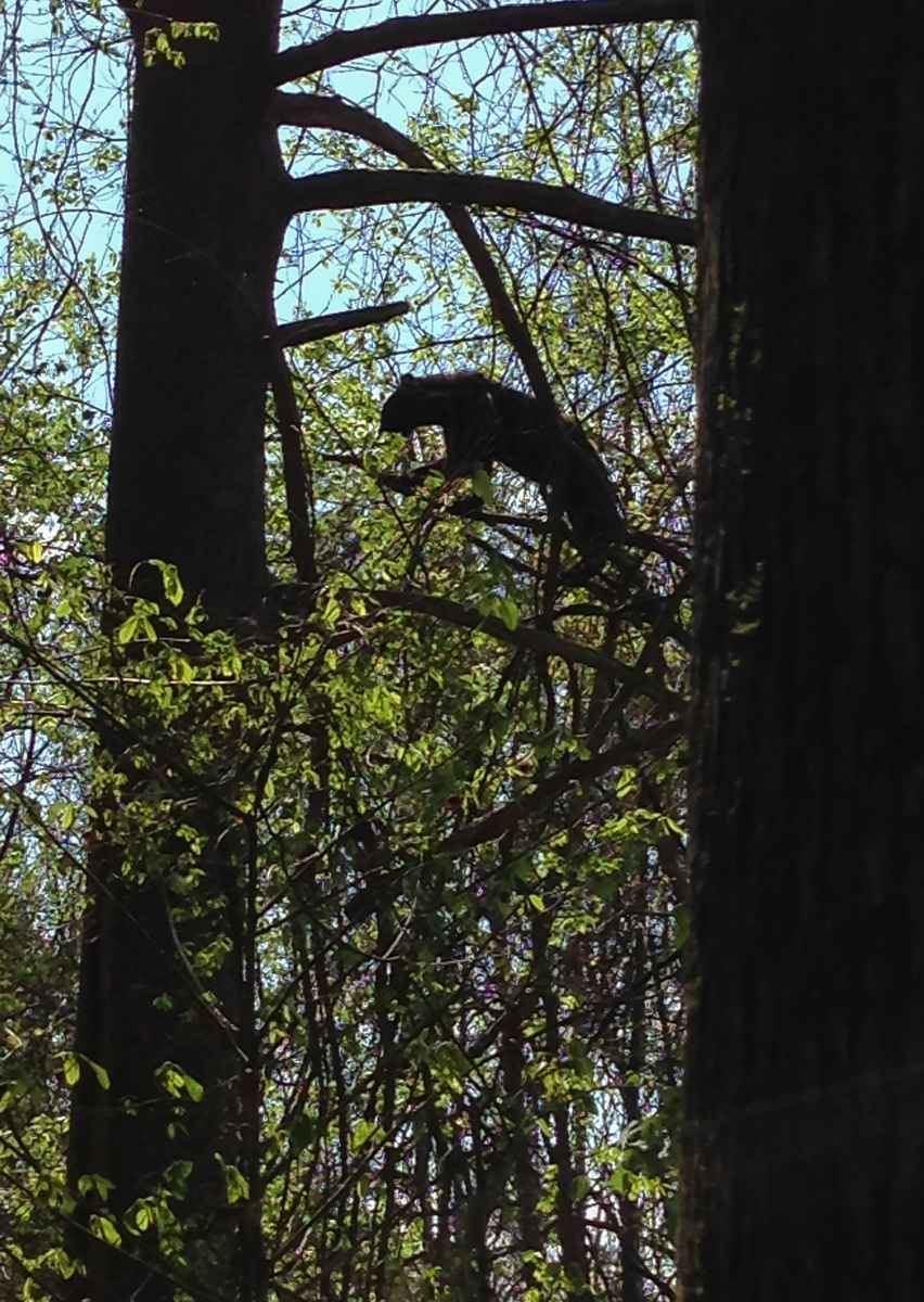 Younfg Black Bear eating Supplejack leaves
