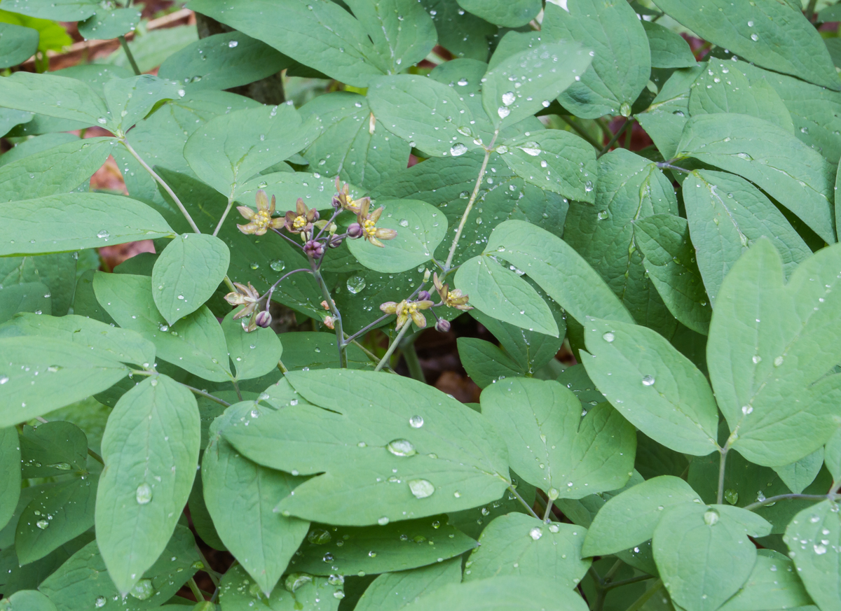 blue cohosh