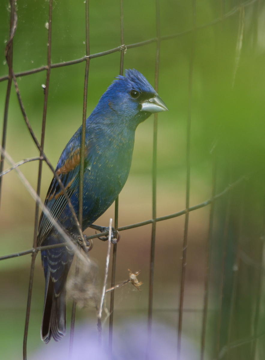 Blue Grosbeak behind garden fence