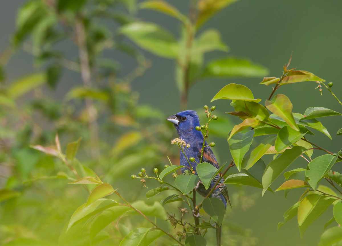 Blue Grosbeak in cherry tree in garden