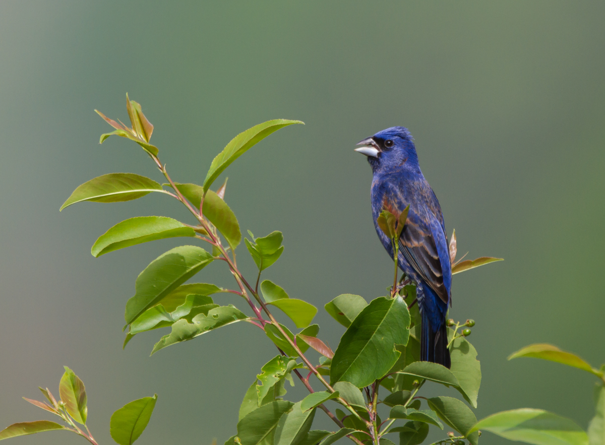 Blue Grosbeak male