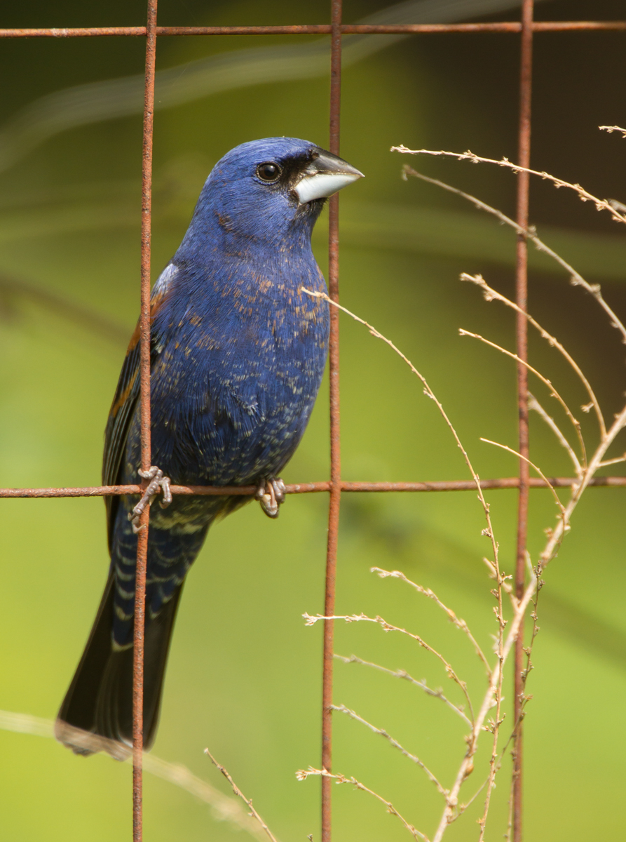 Blue Grosbeak on garden fence