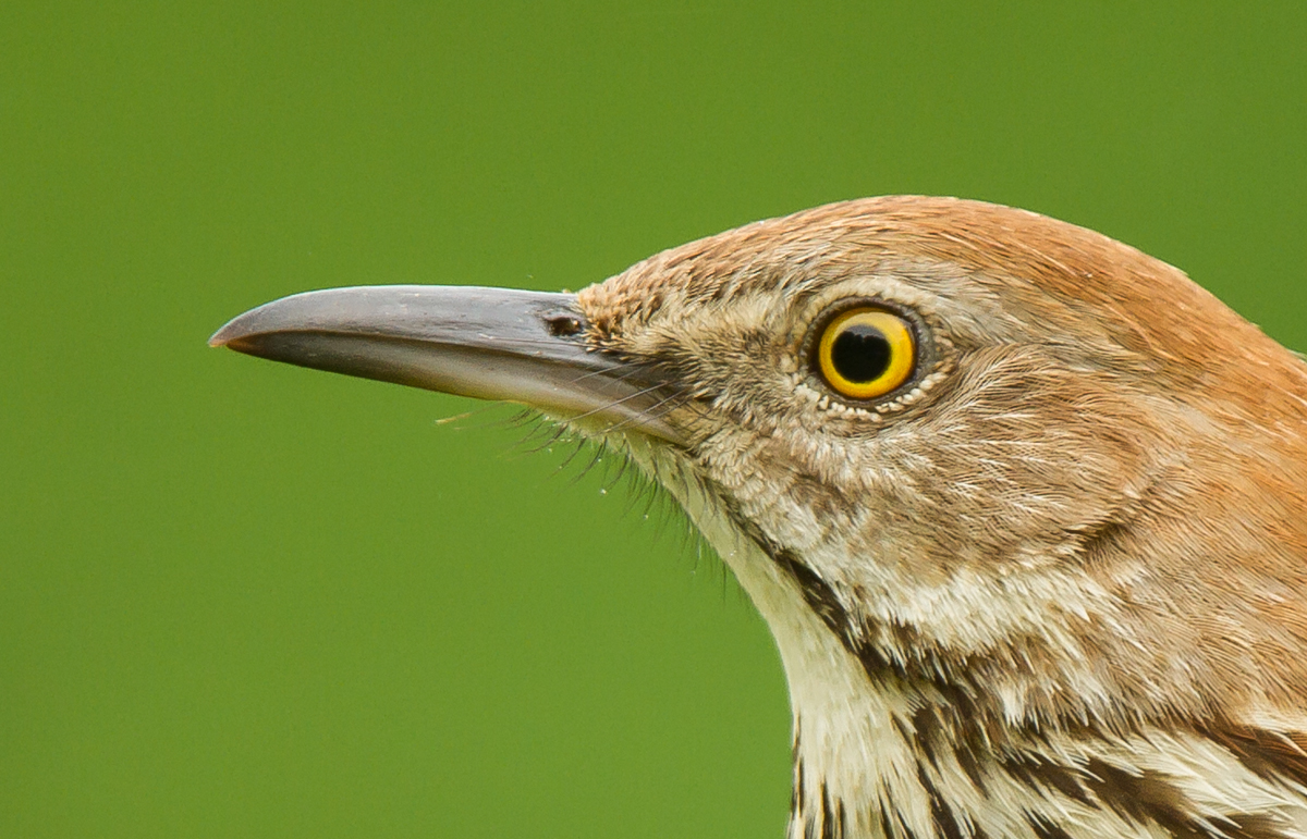Brown Thrasher eye close up