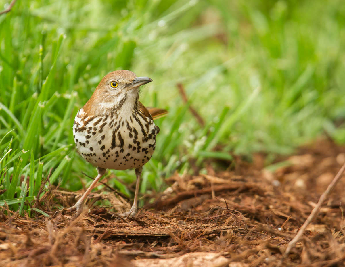 Brown Thrasher on ground