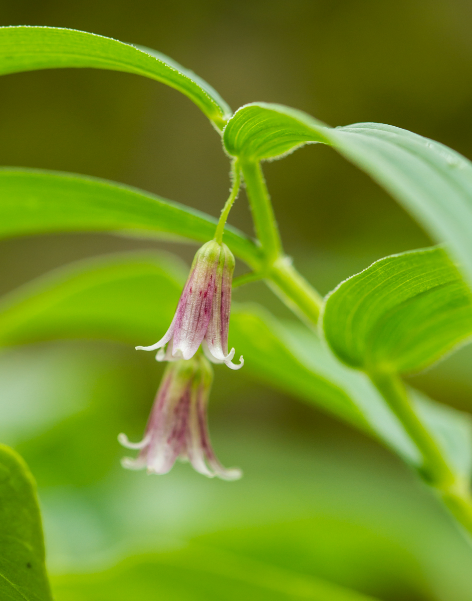 rose twisted stalk flowers AV