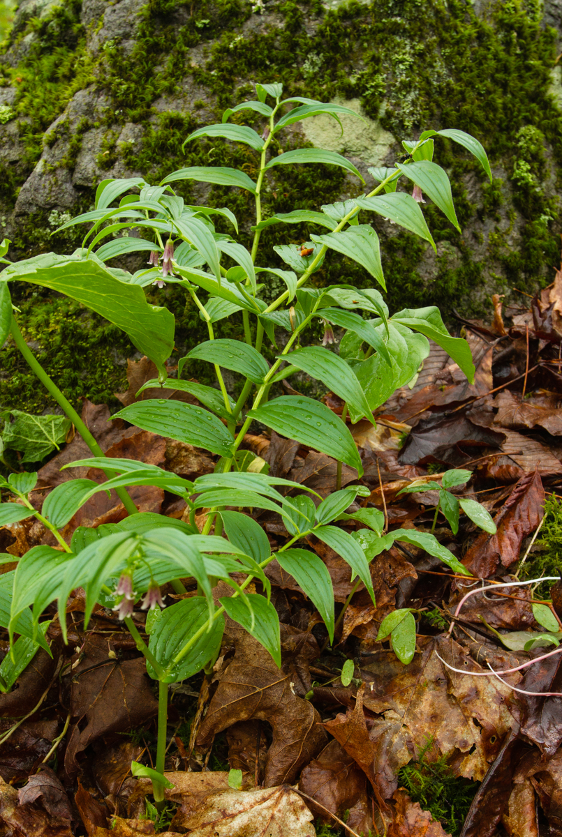 rose twisted stalk plant