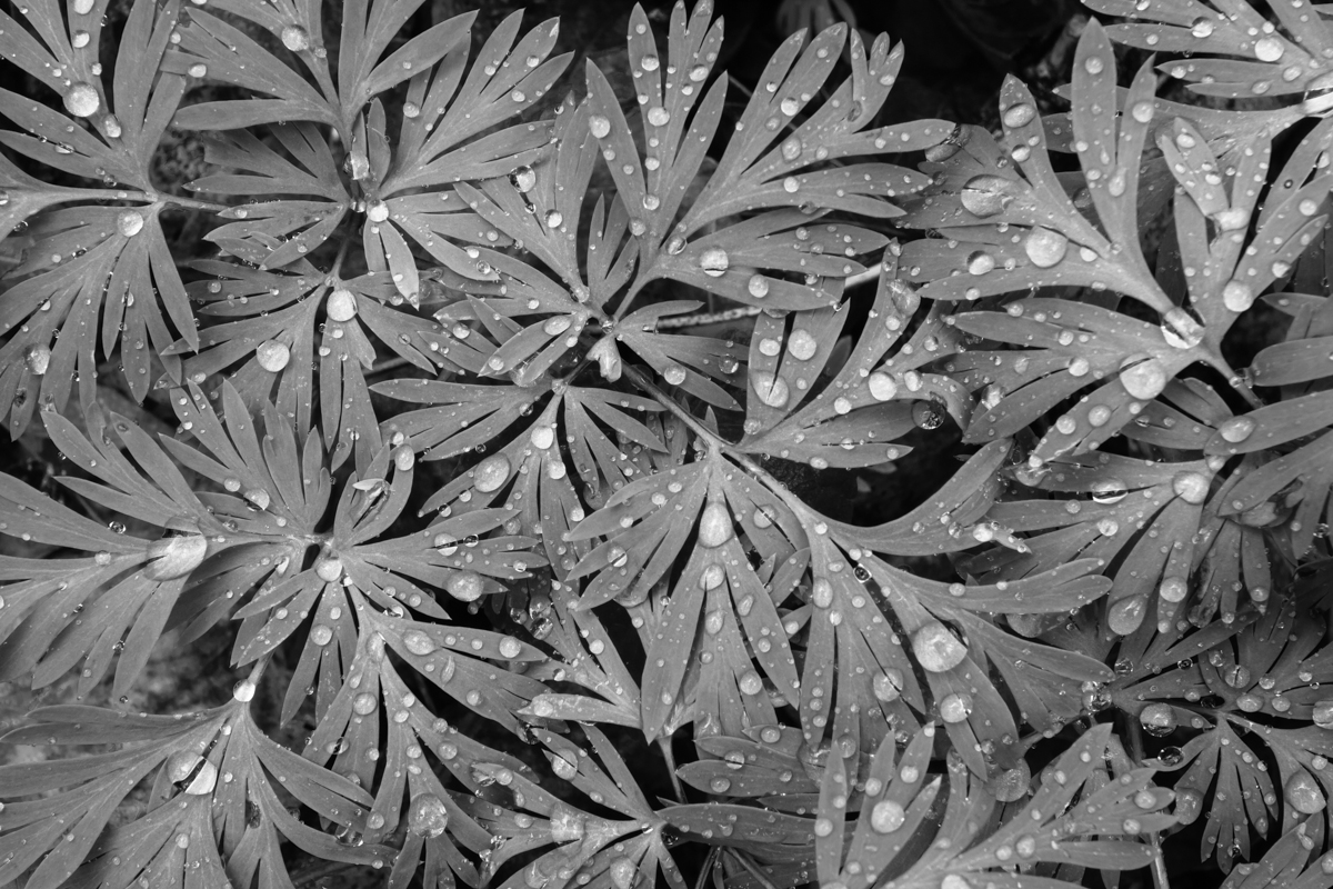 Squirrel Corn leaves black and white