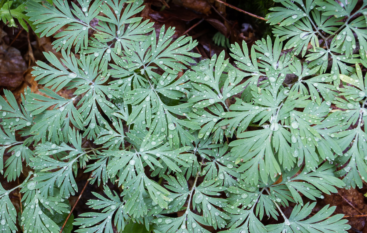 Squirrel Corn leaves