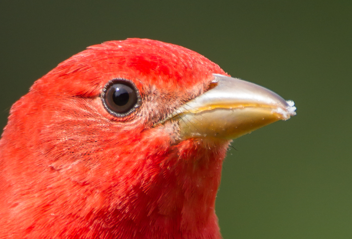 Summer Tanager close up of head
