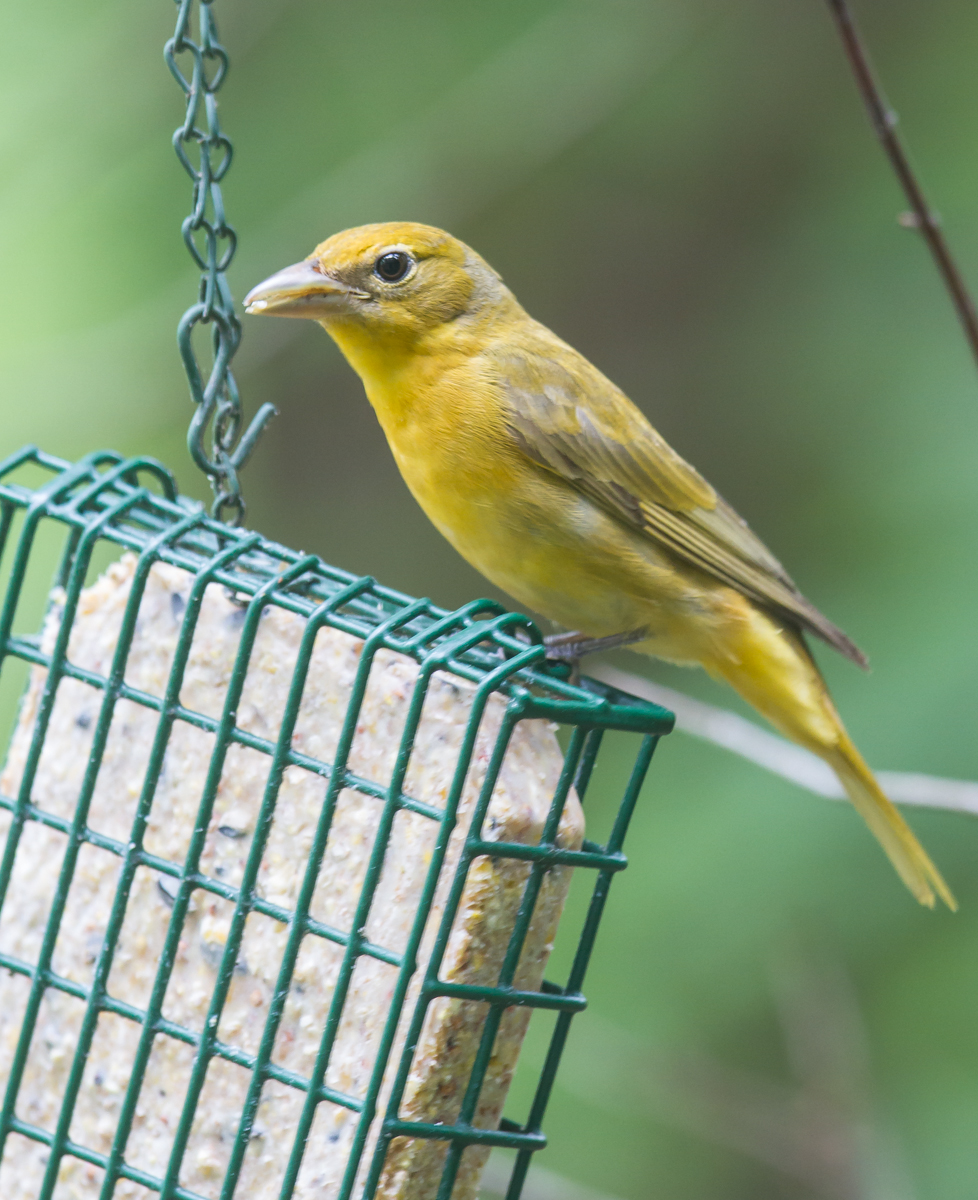 Summer Tanager female