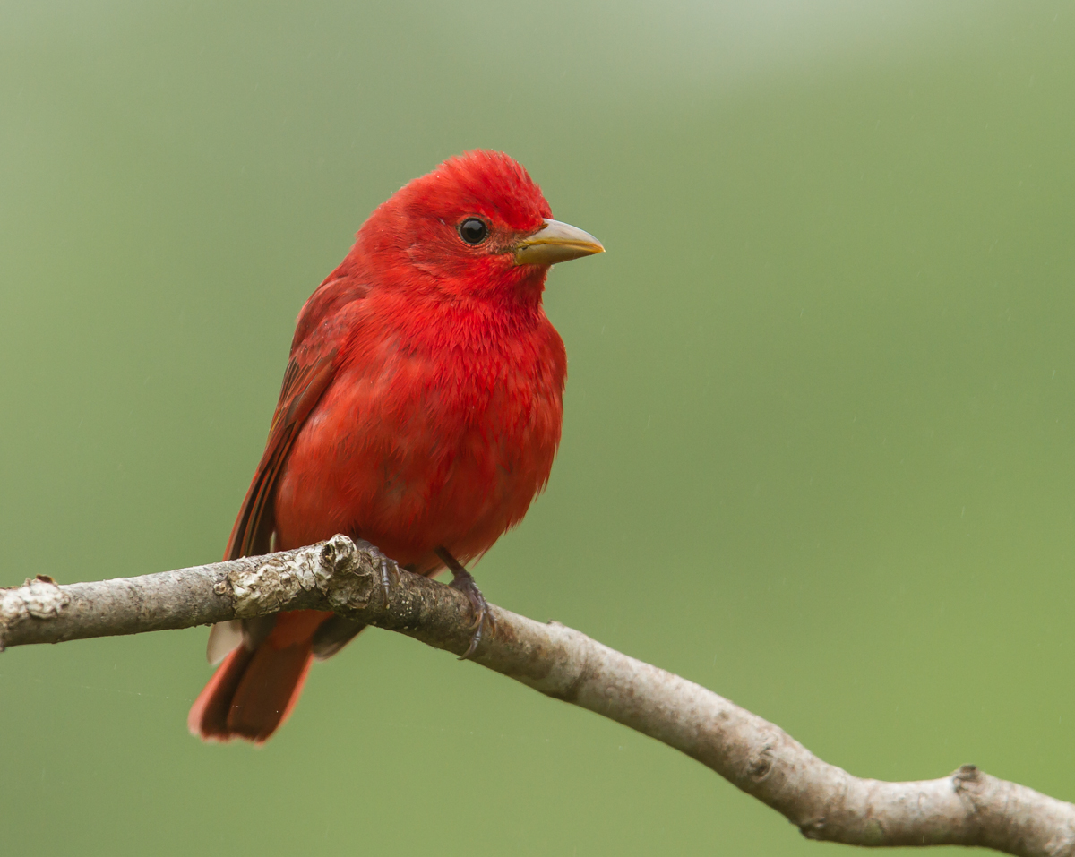 Summer Tanager male 2