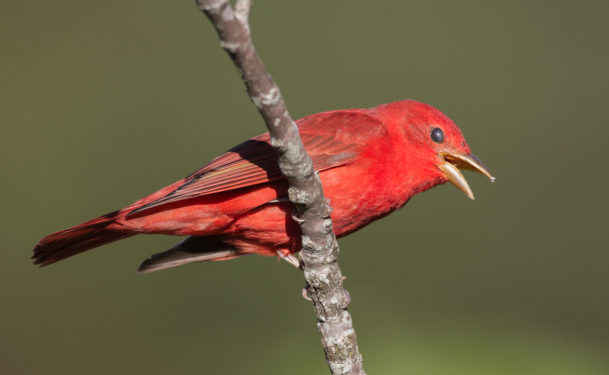 Summer Tanager male calling