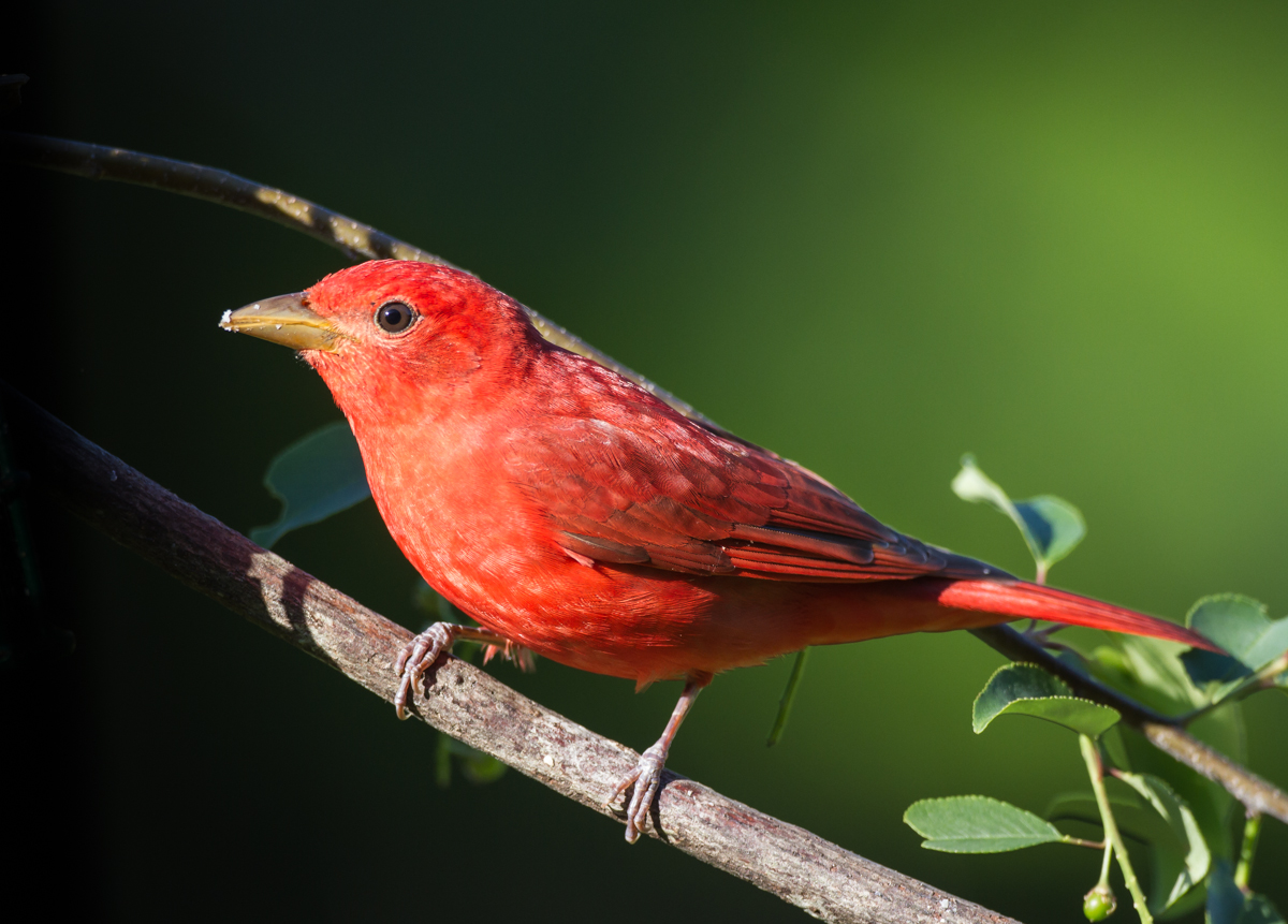 Summer Tanager male on cherry branch