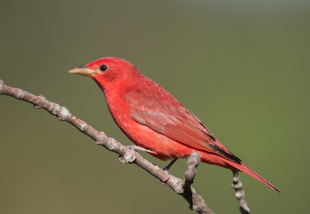 Summer Tanager male on twig