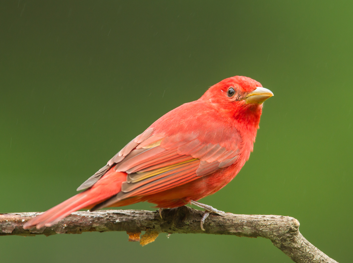 Summer Tanager male