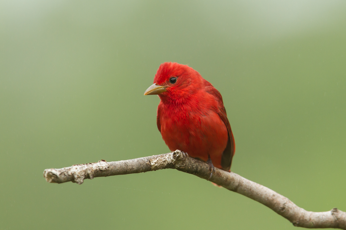 Summer Tanager on limb