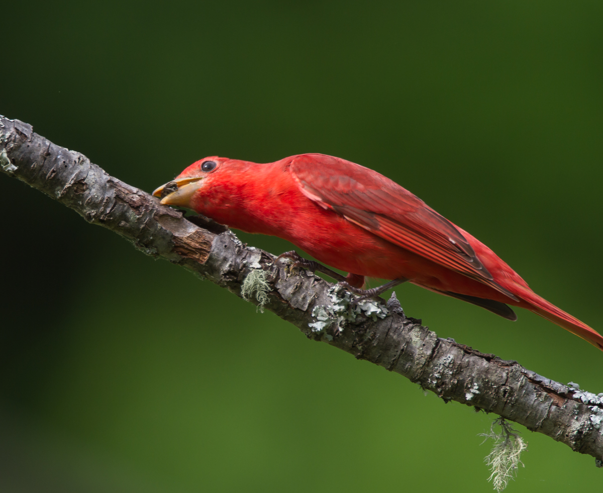 Summer Tanager subduing a bee