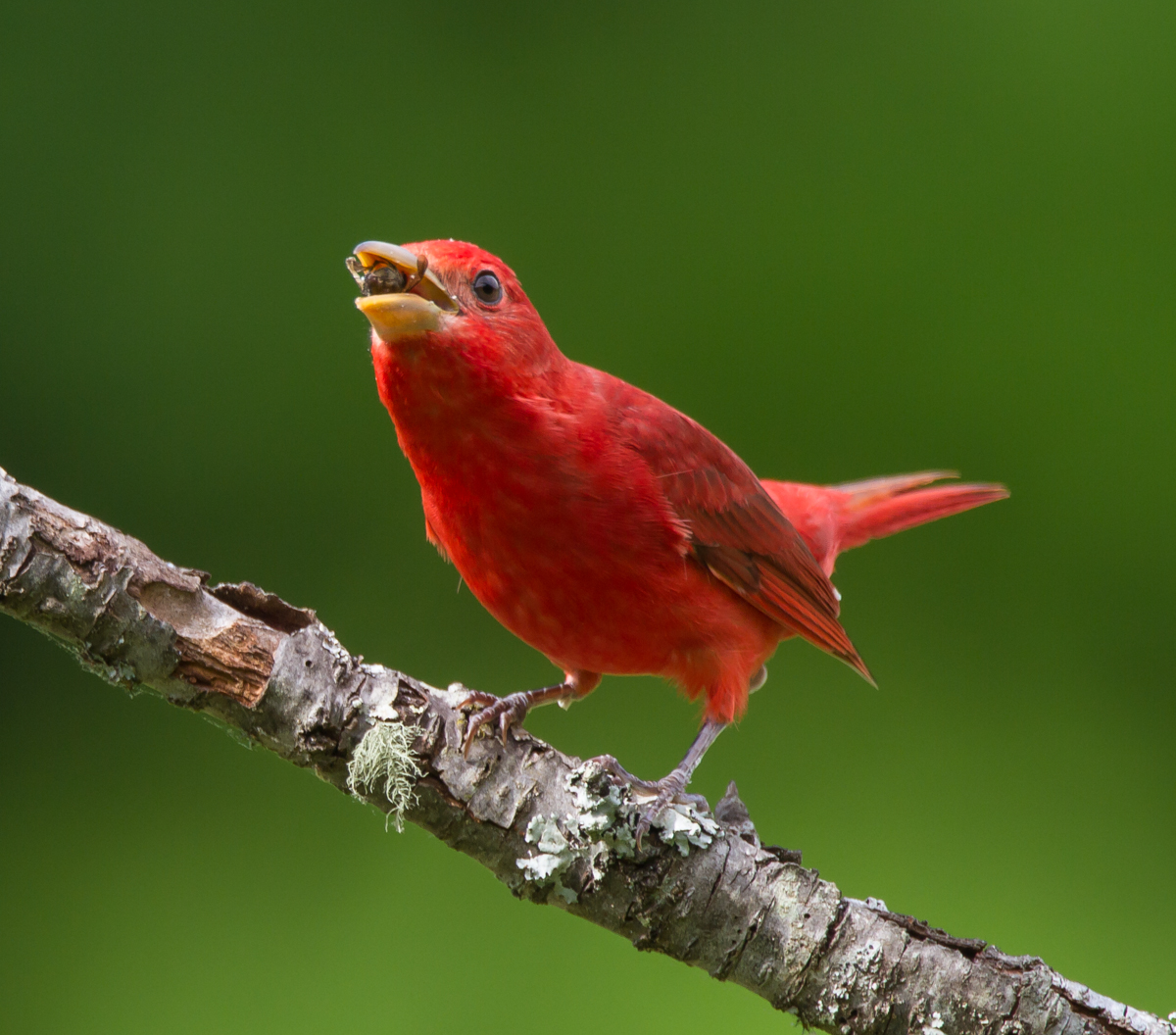 Summer Tanager that just caught a bee on the wing
