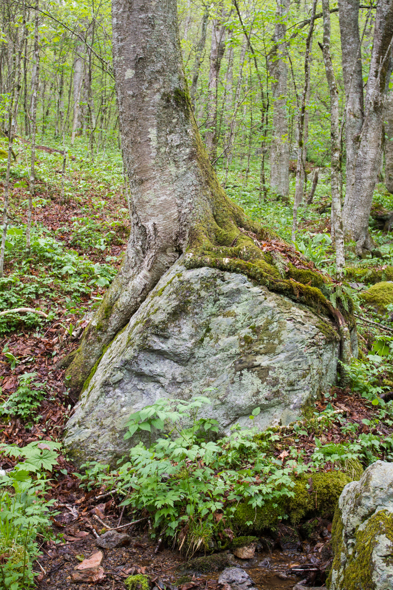 Tree on boulder