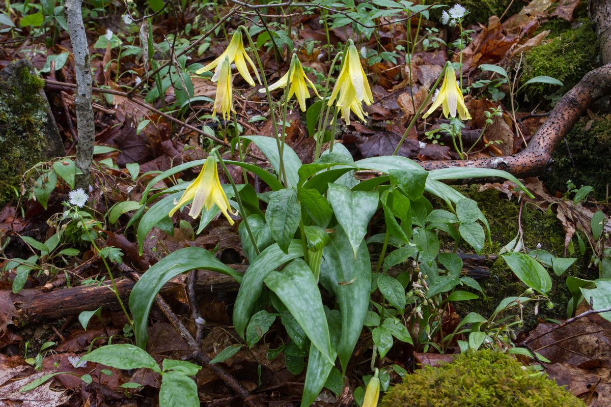 trout lily grouping