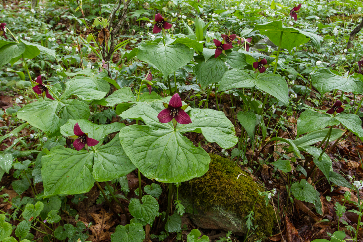 Wake Robin red grouping