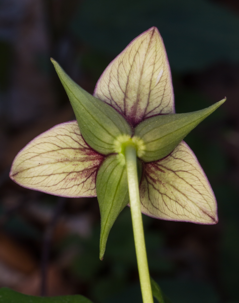 Wake Robin yellow back view