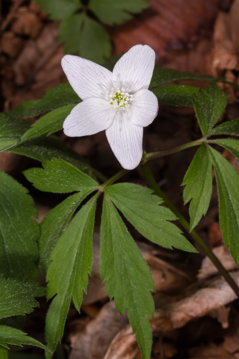 Wood Anenome