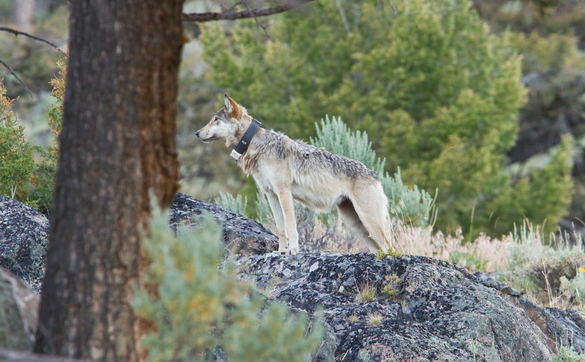 06 Alpha female, Lamar Canyon pack