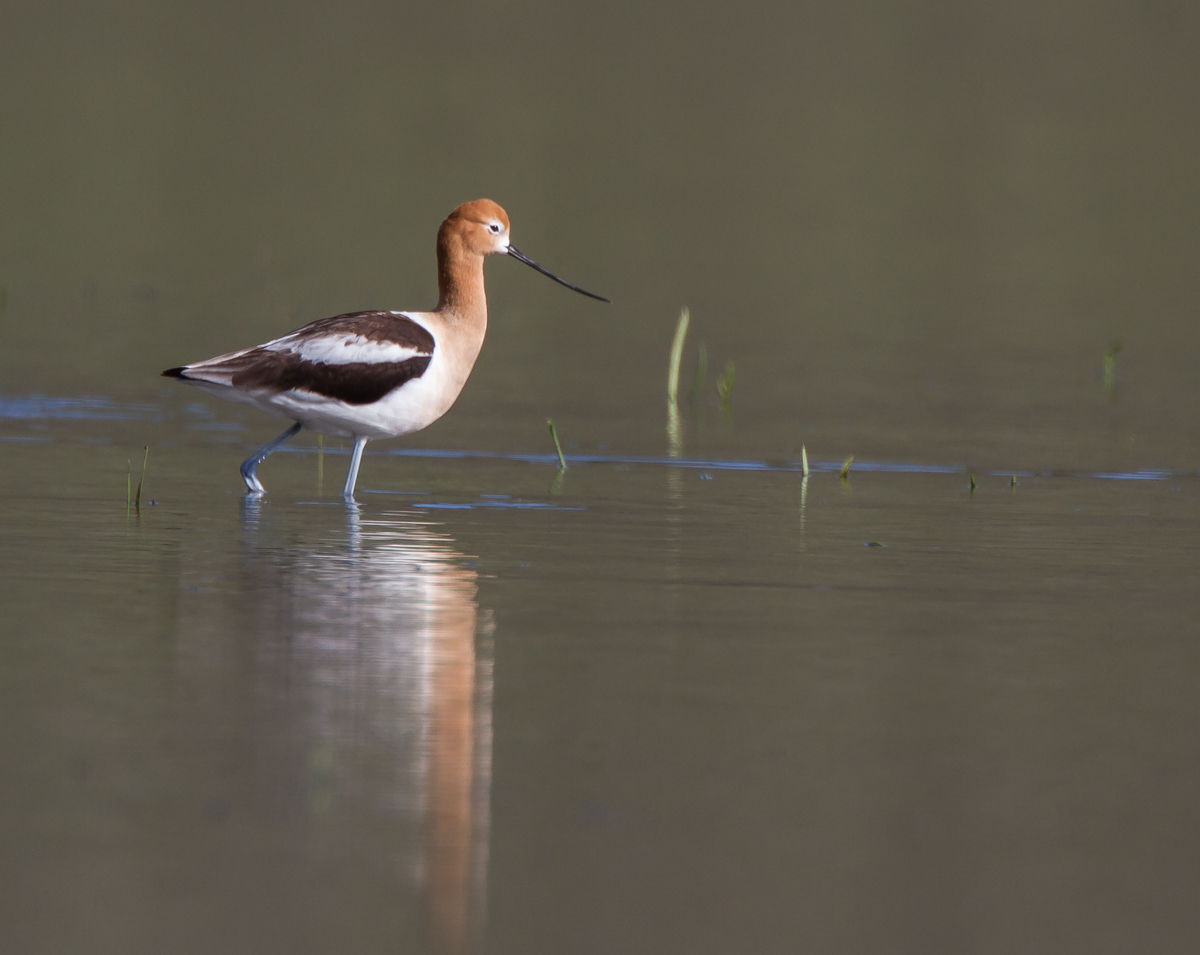 American Avocet and reflection