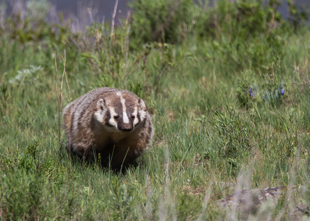Badger at Slough Creek 1