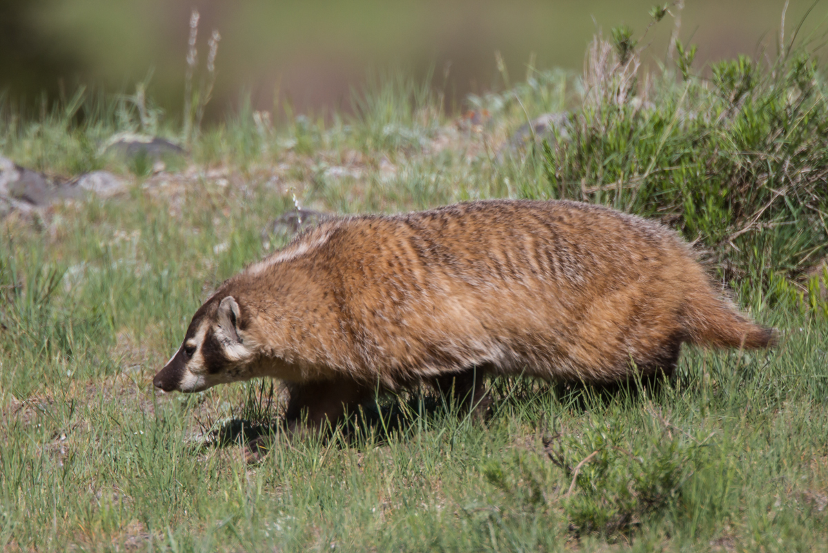 Badger at Slough Creek 3