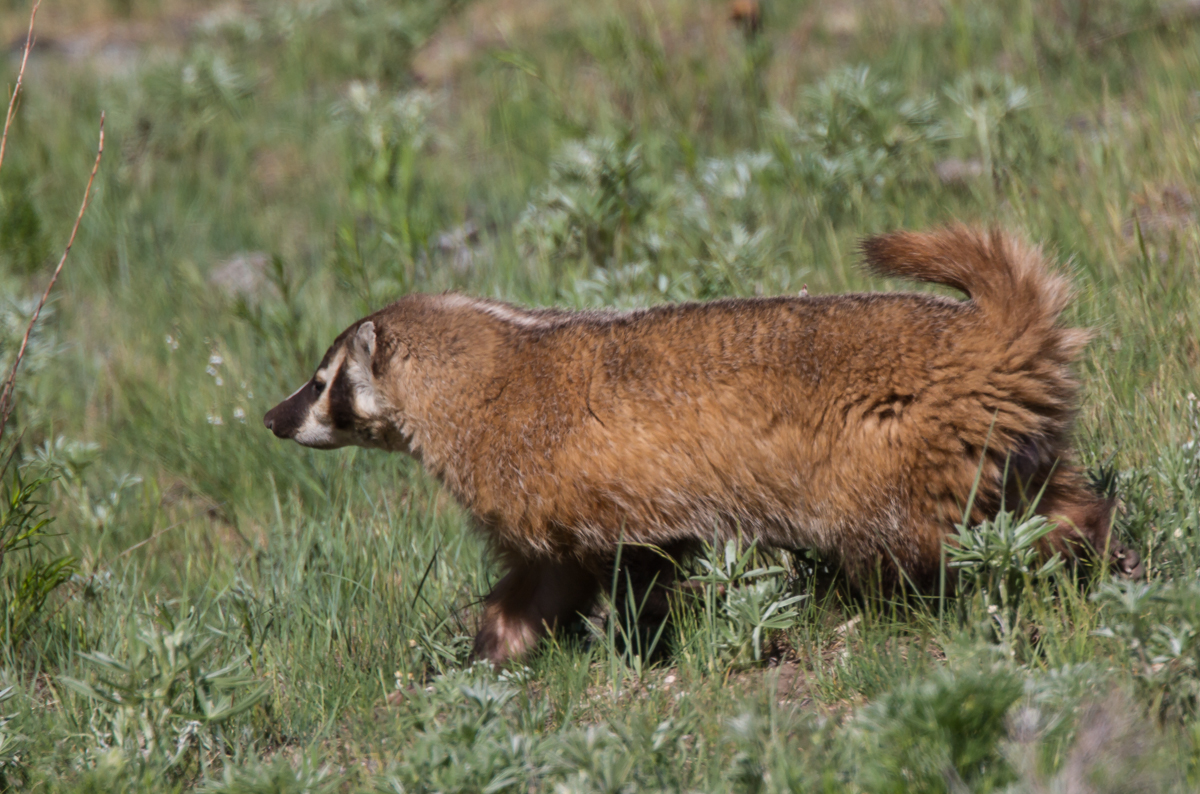 Badger at Slough Creek running with tail up