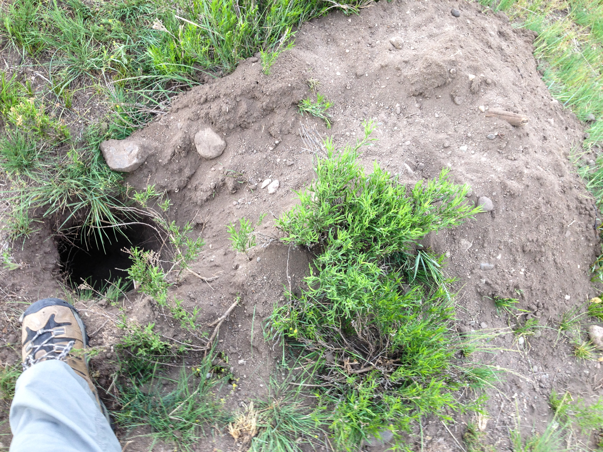Badger burrow