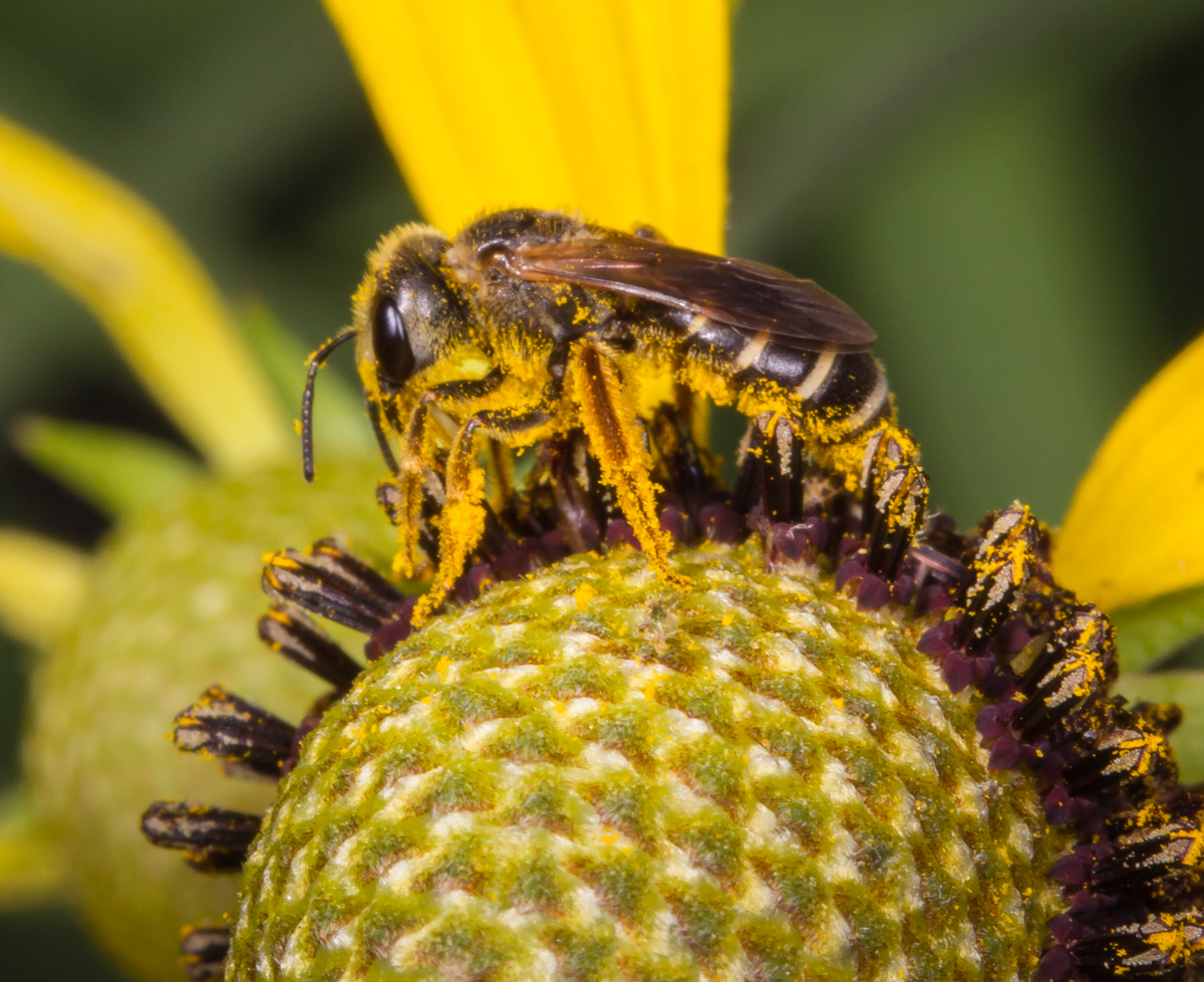 Bee collecting pollen
