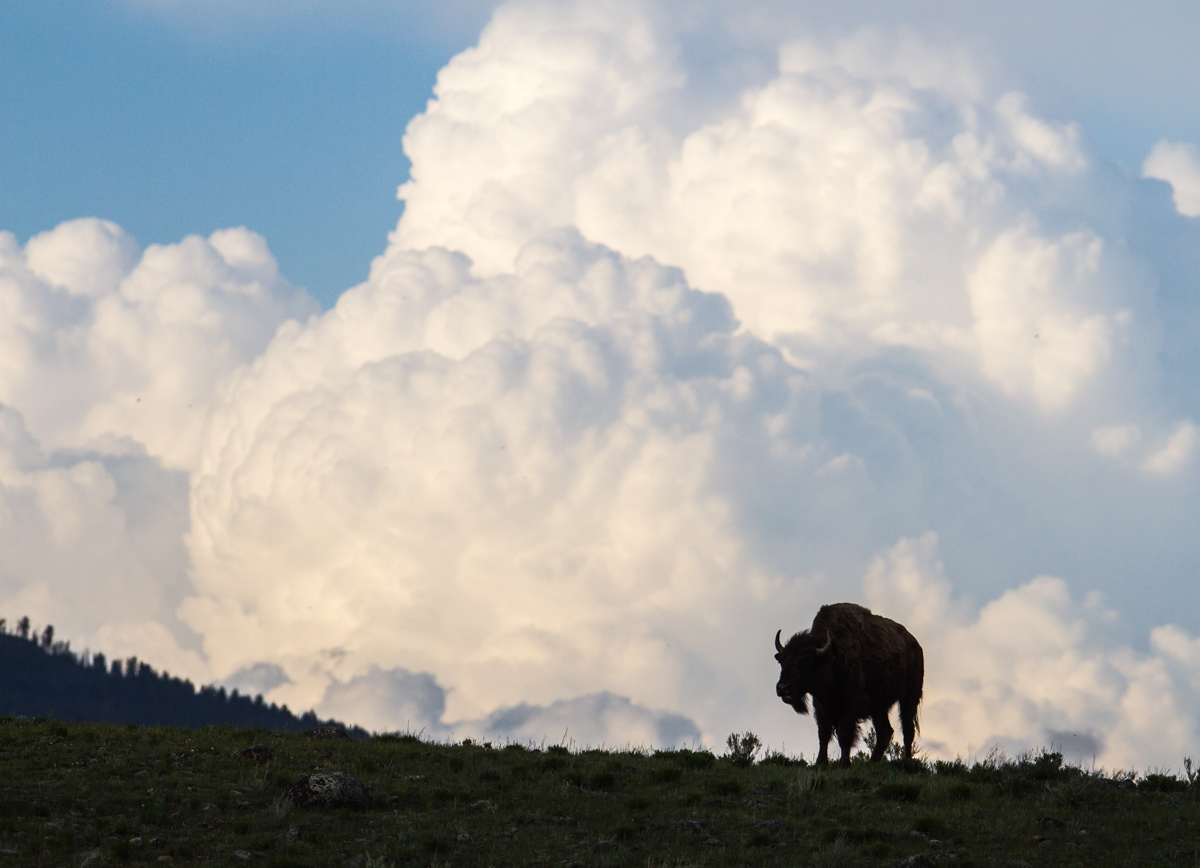 bison and clouds 2